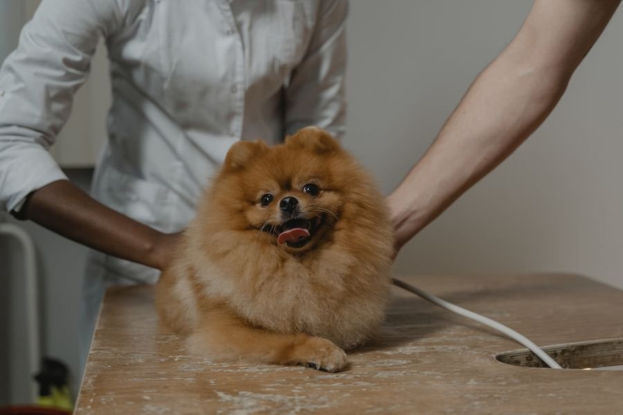Muayene masasında gülümseyen bir pomeranian köpek
